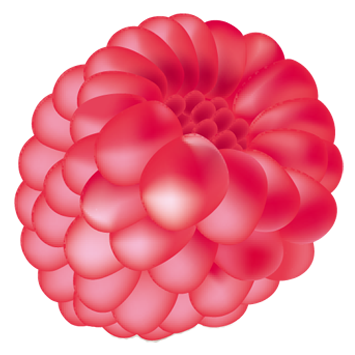 fruit_framboise